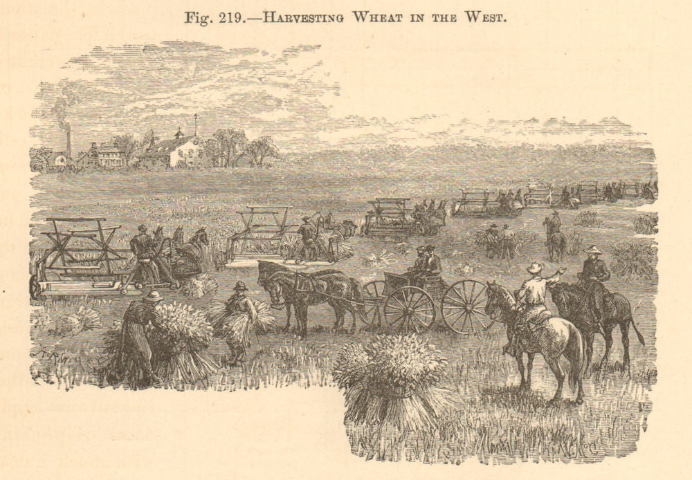 Harvesting wheat in the west. USA Plains. Farming 1885 old antique print